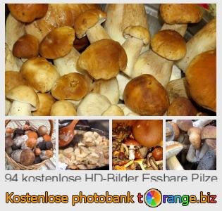 Bilddatenbank tOrange bietet kostenlosen Fotos aus dem Bereich:  essbare-pilze