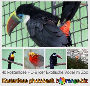 Bilddatenbank tOrange bietet kostenlosen Fotos aus dem Bereich:  exotische-vögel-im-zoo