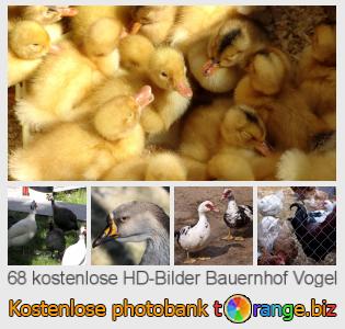 Bilddatenbank tOrange bietet kostenlosen Fotos aus dem Bereich:  bauernhof-vogel