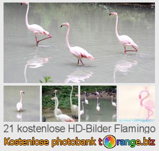 Bilddatenbank tOrange bietet kostenlosen Fotos aus dem Bereich:  flamingo