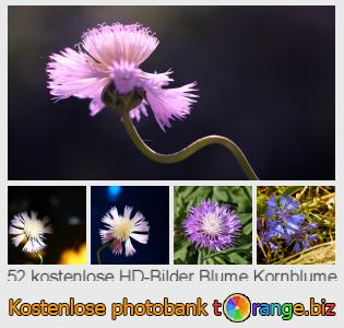 Bilddatenbank tOrange bietet kostenlosen Fotos aus dem Bereich:  blume-kornblume