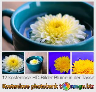 Bilddatenbank tOrange bietet kostenlosen Fotos aus dem Bereich:  blume-der-tasse