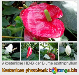 Bilddatenbank tOrange bietet kostenlosen Fotos aus dem Bereich:  blume-spathiphyllum