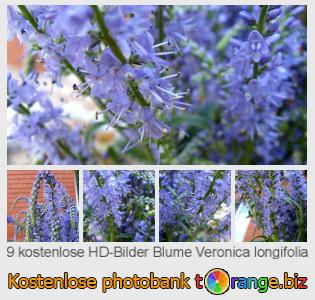 Bilddatenbank tOrange bietet kostenlosen Fotos aus dem Bereich:  blume-veronica-longifolia