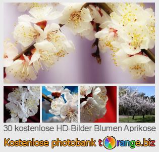 Bilddatenbank tOrange bietet kostenlosen Fotos aus dem Bereich:  blumen-aprikose