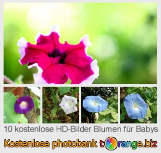 Bilddatenbank tOrange bietet kostenlosen Fotos aus dem Bereich:  blumen-für-babys