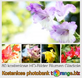 Bilddatenbank tOrange bietet kostenlosen Fotos aus dem Bereich:  blumen-gladiole