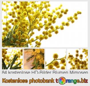 Bilddatenbank tOrange bietet kostenlosen Fotos aus dem Bereich:  blumen-mimosen