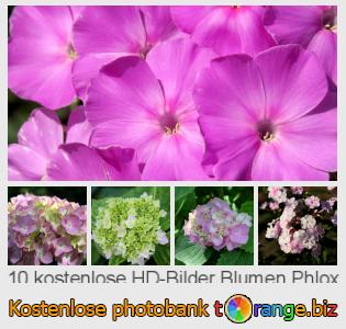 Bilddatenbank tOrange bietet kostenlosen Fotos aus dem Bereich:  blumen-phlox