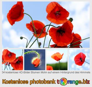 Bilddatenbank tOrange bietet kostenlosen Fotos aus dem Bereich:  blumen-mohn-auf-einem-hintergrund-des-himmels