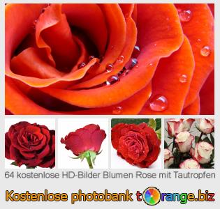 Bilddatenbank tOrange bietet kostenlosen Fotos aus dem Bereich:  blumen-rose-mit-tautropfen