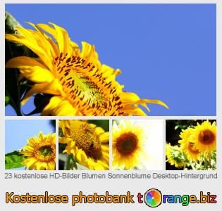 Bilddatenbank tOrange bietet kostenlosen Fotos aus dem Bereich:  blumen-sonnenblume-desktop-hintergrund