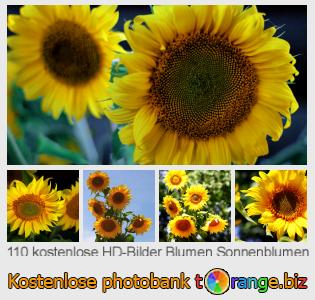Bilddatenbank tOrange bietet kostenlosen Fotos aus dem Bereich:  blumen-sonnenblumen