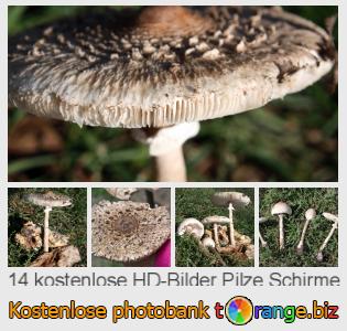 Bilddatenbank tOrange bietet kostenlosen Fotos aus dem Bereich:  pilze-schirme