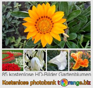 Bilddatenbank tOrange bietet kostenlosen Fotos aus dem Bereich:  gartenblumen