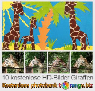 Bilddatenbank tOrange bietet kostenlosen Fotos aus dem Bereich:  giraffen