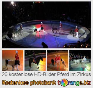Bilddatenbank tOrange bietet kostenlosen Fotos aus dem Bereich:  pferd-im-zirkus