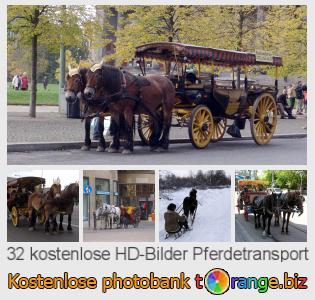 Bilddatenbank tOrange bietet kostenlosen Fotos aus dem Bereich:  pferdetransport