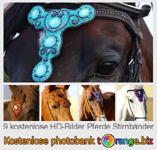 Bilddatenbank tOrange bietet kostenlosen Fotos aus dem Bereich:  pferde-stirnbänder