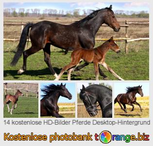 Bilddatenbank tOrange bietet kostenlosen Fotos aus dem Bereich:  pferde-desktop-hintergrund