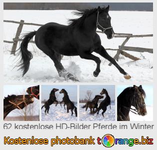 Bilddatenbank tOrange bietet kostenlosen Fotos aus dem Bereich:  pferde-im-winter