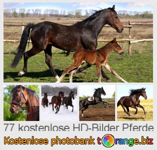 Bilddatenbank tOrange bietet kostenlosen Fotos aus dem Bereich:  pferde