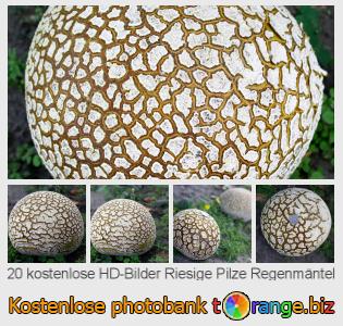Bilddatenbank tOrange bietet kostenlosen Fotos aus dem Bereich:  riesige-pilze-regenmäntel