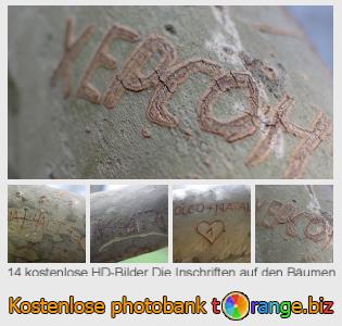 Bilddatenbank tOrange bietet kostenlosen Fotos aus dem Bereich:  die-inschriften-auf-den-bäumen