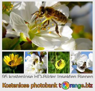 Bilddatenbank tOrange bietet kostenlosen Fotos aus dem Bereich:  insekten-bienen