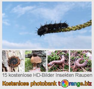 Bilddatenbank tOrange bietet kostenlosen Fotos aus dem Bereich:  insekten-raupen