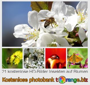 Bilddatenbank tOrange bietet kostenlosen Fotos aus dem Bereich:  insekten-auf-blumen