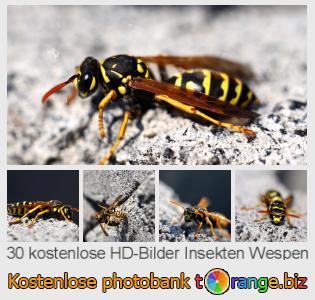 Bilddatenbank tOrange bietet kostenlosen Fotos aus dem Bereich:  insekten-wespen