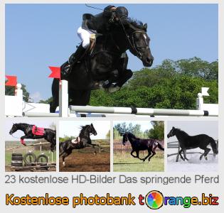 Bilddatenbank tOrange bietet kostenlosen Fotos aus dem Bereich:  das-springende-pferd