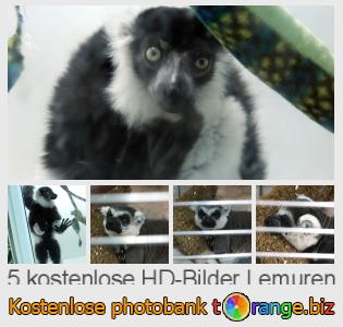 Bilddatenbank tOrange bietet kostenlosen Fotos aus dem Bereich:  lemuren