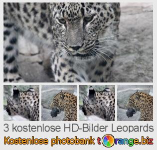 Bilddatenbank tOrange bietet kostenlosen Fotos aus dem Bereich:  leopards