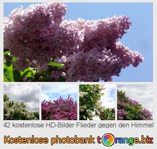Bilddatenbank tOrange bietet kostenlosen Fotos aus dem Bereich:  flieder-gegen-den-himmel