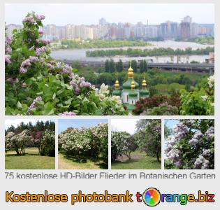 Bilddatenbank tOrange bietet kostenlosen Fotos aus dem Bereich:  flieder-im-botanischen-garten