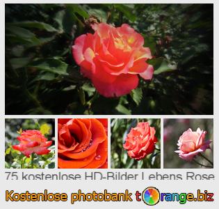 Bilddatenbank tOrange bietet kostenlosen Fotos aus dem Bereich:  lebens-rose