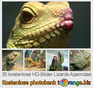 Bilddatenbank tOrange bietet kostenlosen Fotos aus dem Bereich:  lizards-agamidae