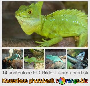 Bilddatenbank tOrange bietet kostenlosen Fotos aus dem Bereich:  lizards-basilisk