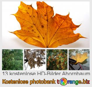 Bilddatenbank tOrange bietet kostenlosen Fotos aus dem Bereich:  ahornbaum