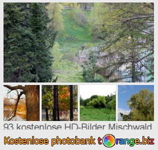 Bilddatenbank tOrange bietet kostenlosen Fotos aus dem Bereich:  mischwald