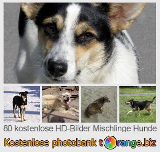 Bilddatenbank tOrange bietet kostenlosen Fotos aus dem Bereich:  mischlinge-hunde