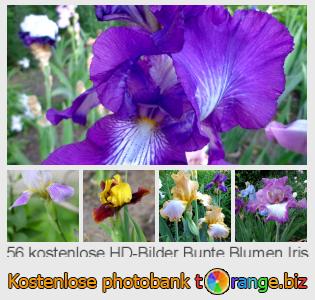 Bilddatenbank tOrange bietet kostenlosen Fotos aus dem Bereich:  bunte-blumen-iris