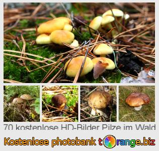 Bilddatenbank tOrange bietet kostenlosen Fotos aus dem Bereich:  pilze-im-wald