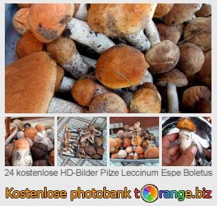 Bilddatenbank tOrange bietet kostenlosen Fotos aus dem Bereich:  pilze-leccinum-espe-boletus