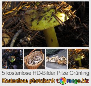 Bilddatenbank tOrange bietet kostenlosen Fotos aus dem Bereich:  pilze-grünling