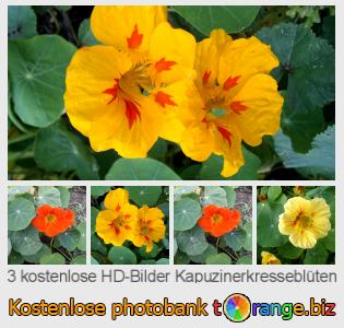 Bilddatenbank tOrange bietet kostenlosen Fotos aus dem Bereich:  kapuzinerkresseblüten