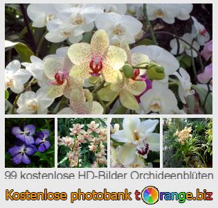 Bilddatenbank tOrange bietet kostenlosen Fotos aus dem Bereich:  orchideenblüten