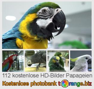 Bilddatenbank tOrange bietet kostenlosen Fotos aus dem Bereich:  papageien